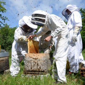 Formation Initiation à l'apiculture